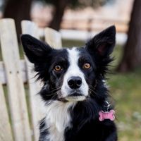 Adult Canine Wellness Plan