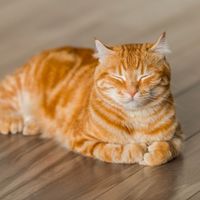 Adult Feline Wellness Plan