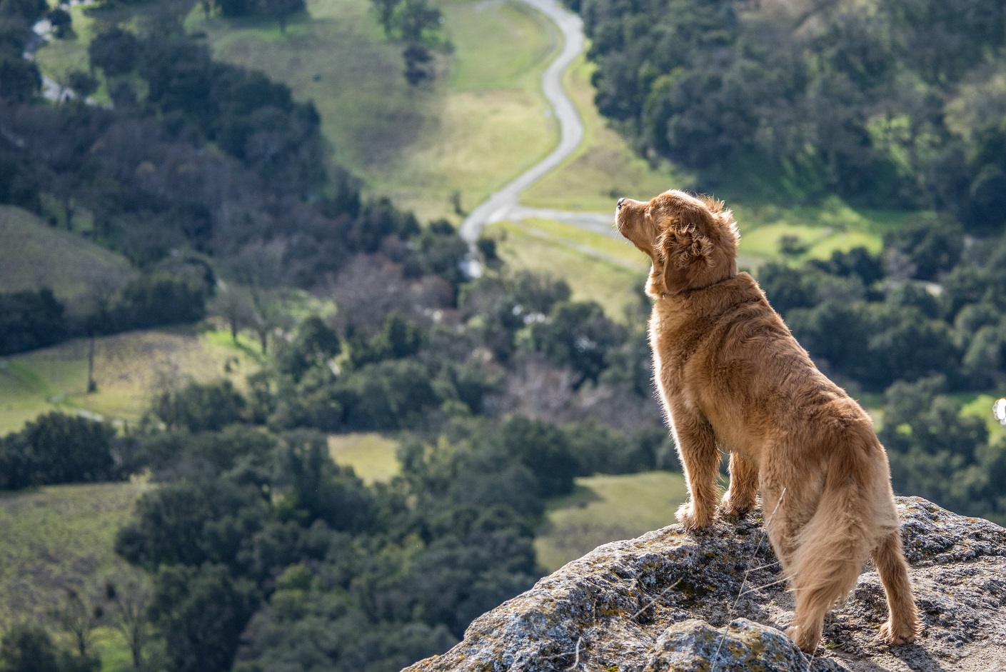 Golden Retriever dog standing on a cliff looking out over a valley.