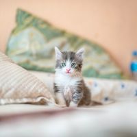 Kitten Wellness Plan