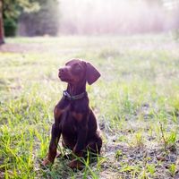 Puppy Wellness Plan