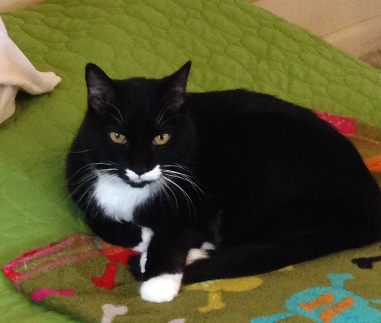 Black and white cat on a blanket