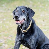 Senior Canine Wellness Plan