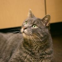 Senior Feline Wellness Plan