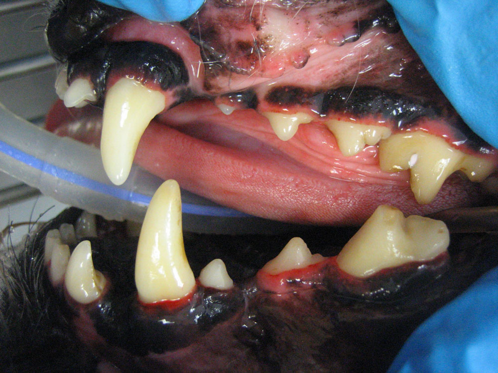 After Dental Cleaning