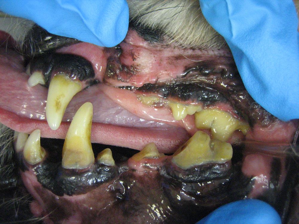 Before Dental Cleaning