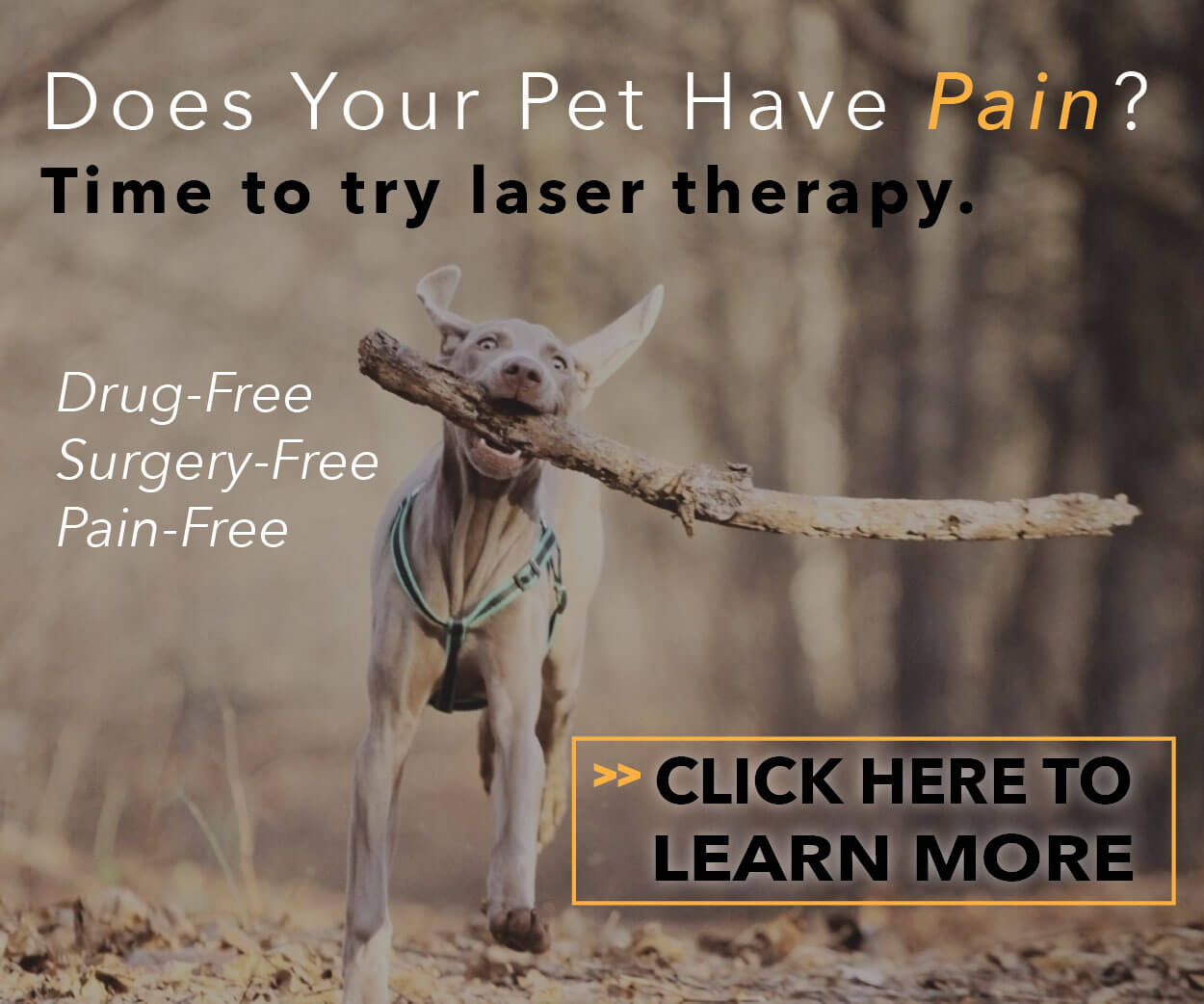 Alpine Animal Hospital Laser Therapy