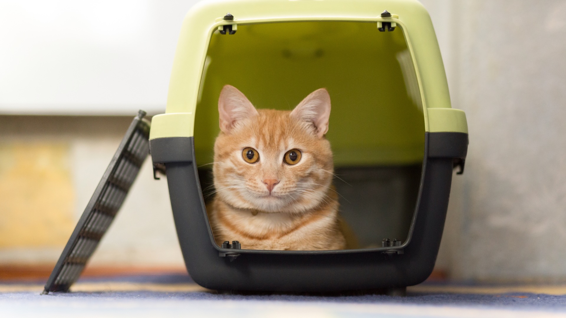 Cat Travelling