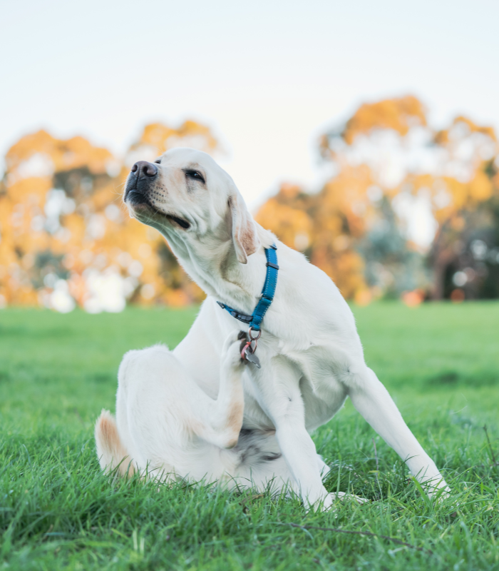 Dog Scratching