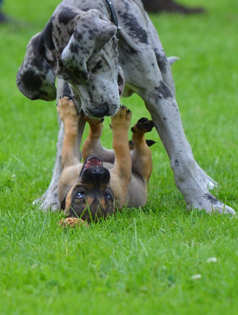 Great Dane