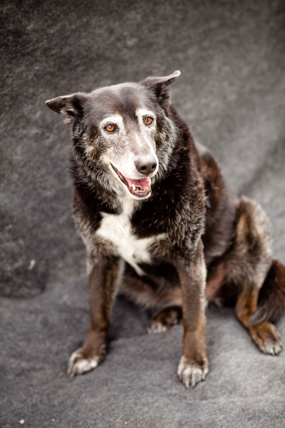 Senior Pet Adoption