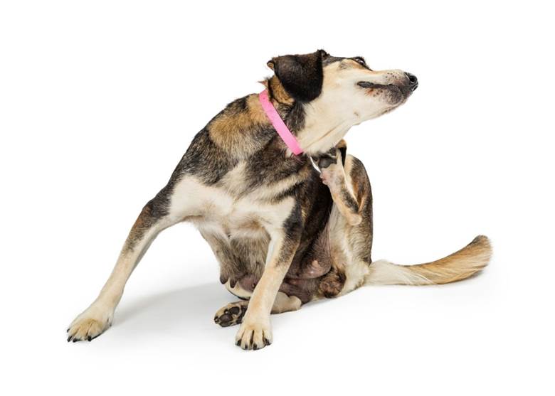 Dog scratching due to itchy skin and pet allergies