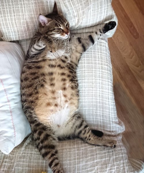 Pet Obesity