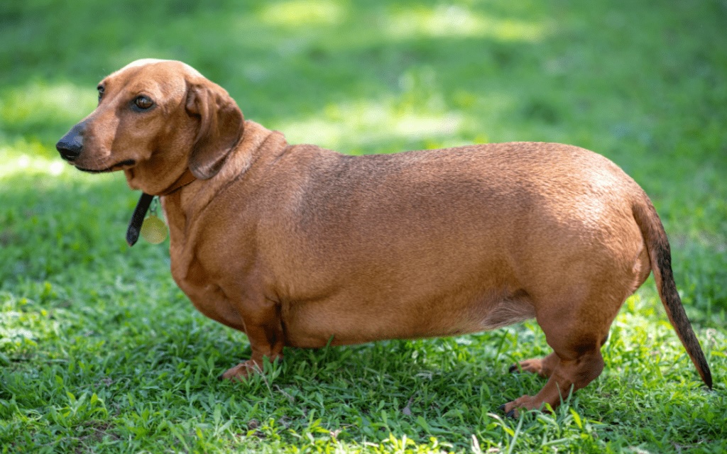 Pet Obesity