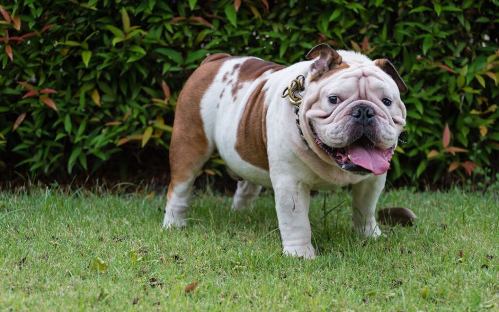 Pet Obesity