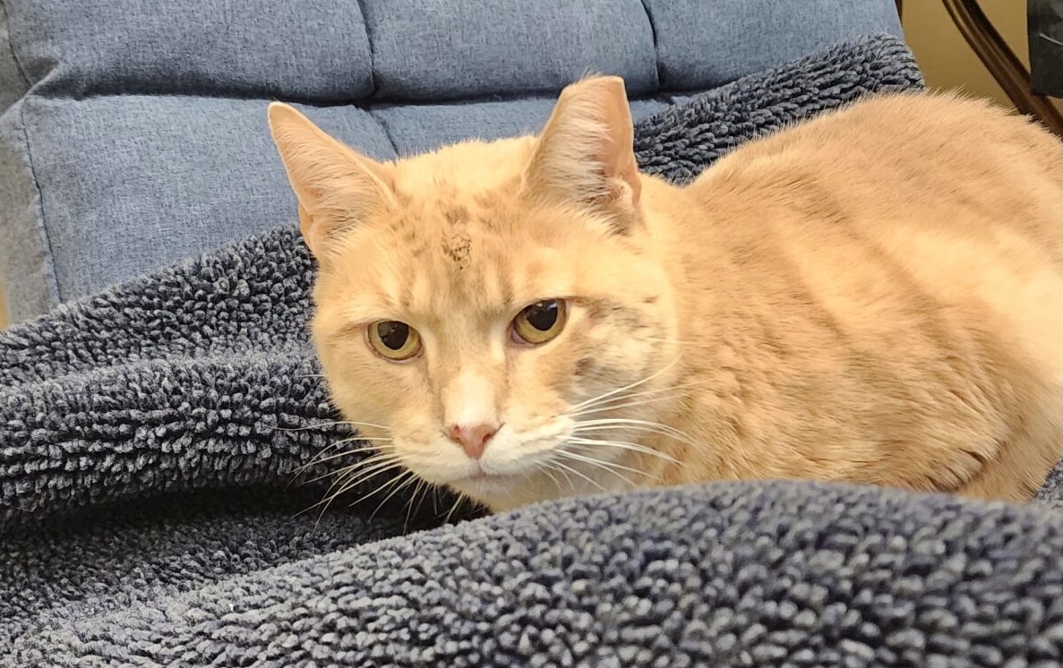 Senior Cat