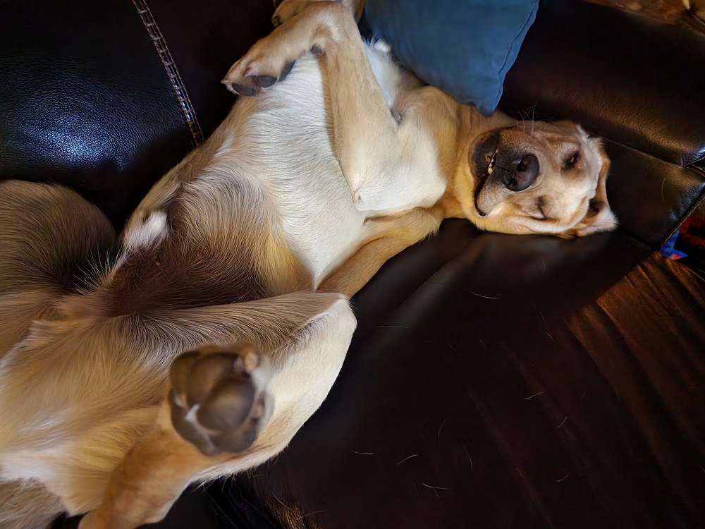 Yellow Lab sleeping on his back on a couch.