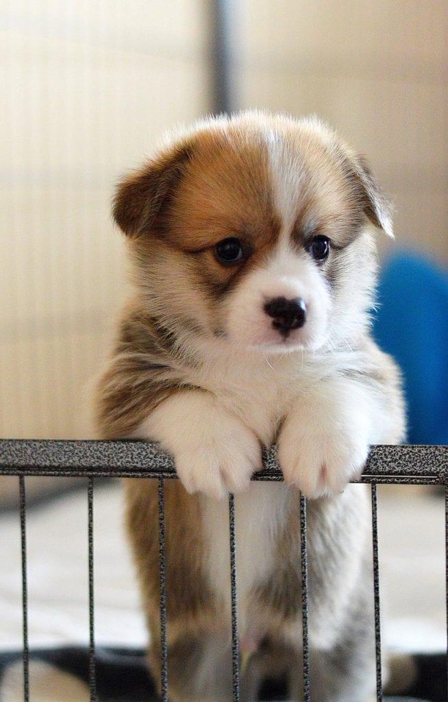 Welsh Corgi
