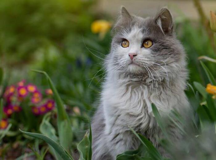 Cat outside in flowers, which could cause allergies in cats