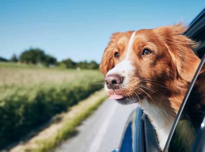 Celebrating National Pet Travel Safety Day 2025: Ensuring Safe Journeys for Your Furry Companions