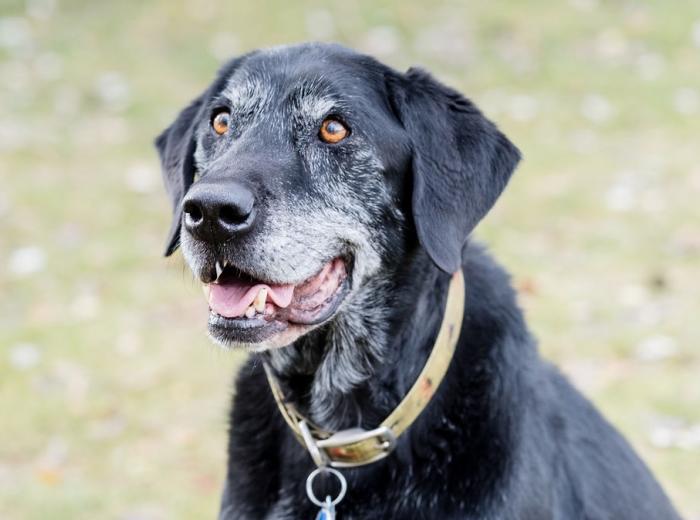 Celebrating Senior Pet Health Month: Cherishing Our Senior Companions