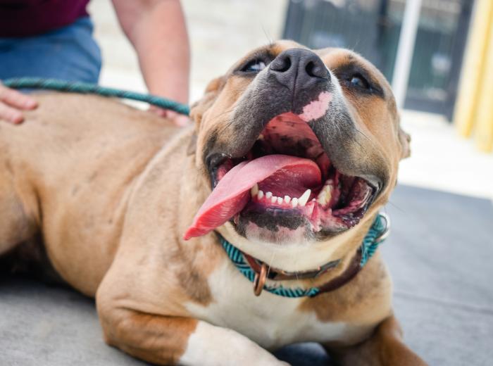 Pit bull panting and being pet