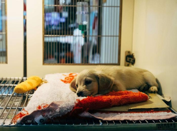 Rescue Pets & Second Chances: Stories of Hope & Healing