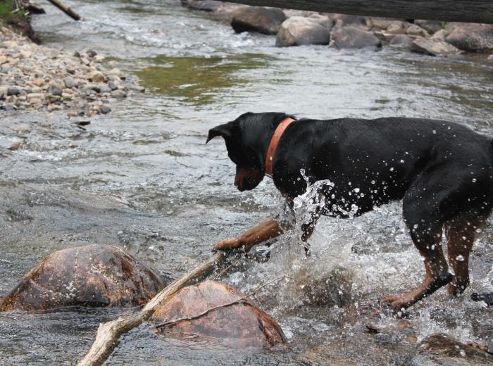 Recognizing and Managing Chronic Pain in Dogs and Cats: A Guide for Pet Owners