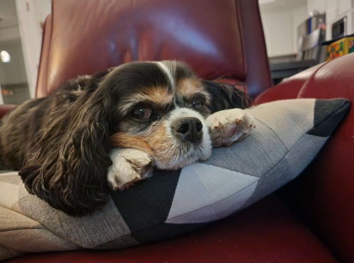 Older Cavalier Spaniel on a pillow 