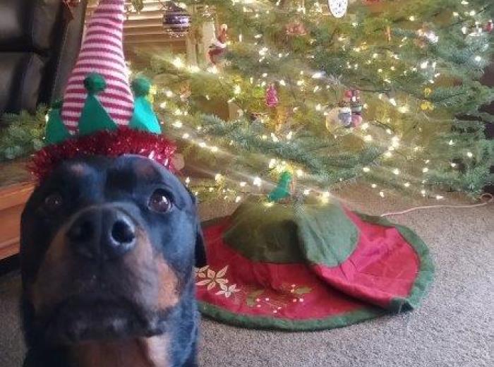 Year-End Reflection: Have We Done Our Best for Our Pets This Year?