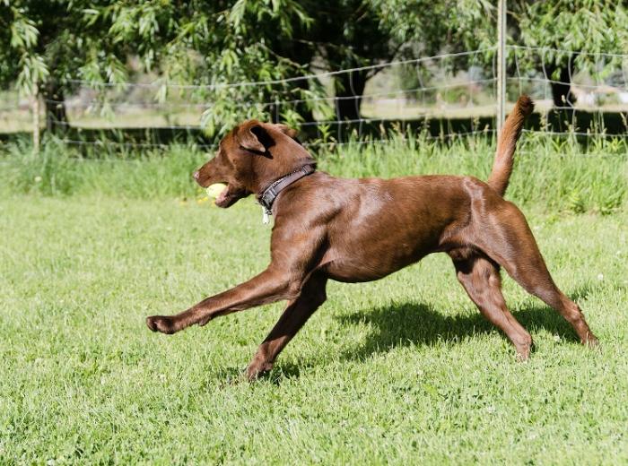 Chocolate lab running with a ball.