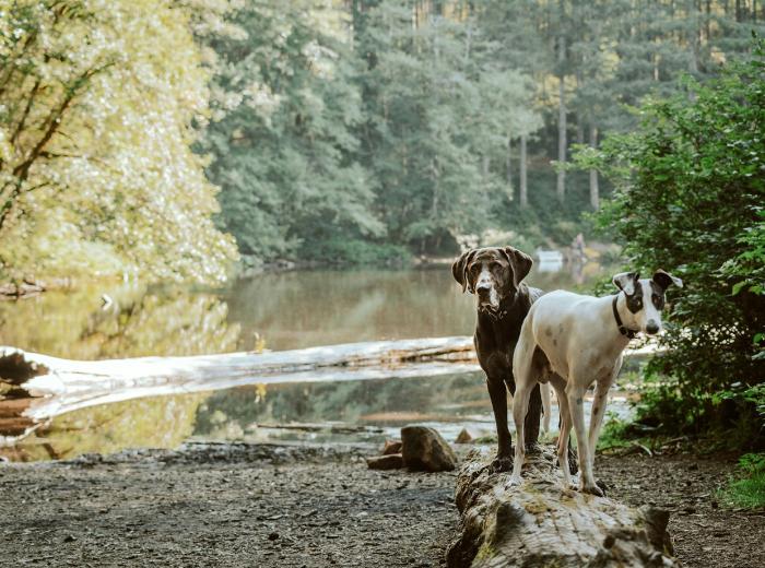 Navigating the Modern Vet World: A Look Inside Alpine Animal Hospital