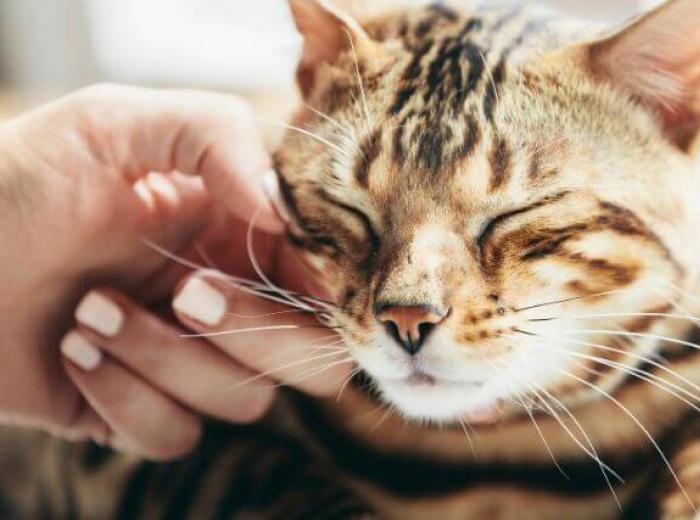 Owner petting cat, a way to manage cat stress at home