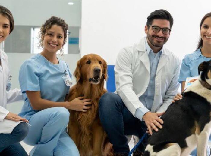 A team of veterinarians and two dogs