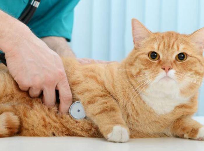 Cat at vet for cat annual wellness checkup