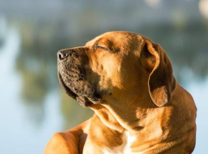 Dog basking in the sun, at risk for dog sunburn