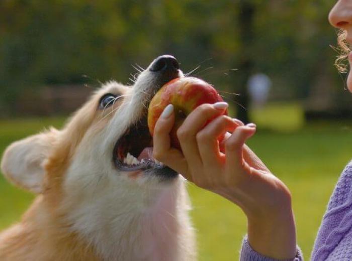 Can My Dog Eat That? A Veterinarian's Take on the Internet's Most Asked Foods for Dogs Pet owner feeding dog apple. Can dog's eat apples?