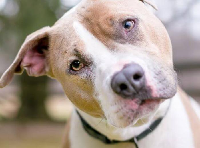 Can My Dog or Cat Take Human Medication? Can My Dog or Cat Take Human Medication?