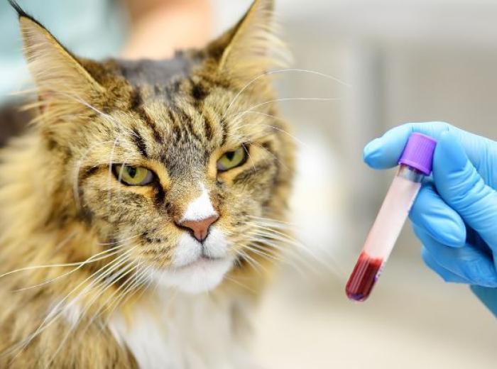 A cat having blood work done at the vet's office. 