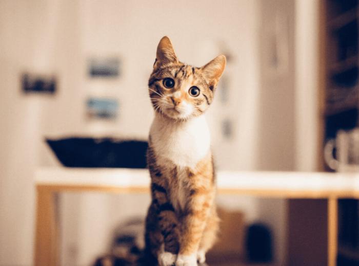 Cat_Behavior_copy_1080_675