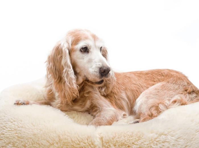 Dog_Arthritis_Blog_1080_675 Dog_Arthritis_Blog_1080_675