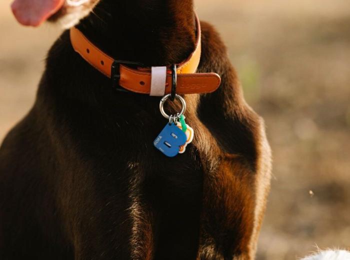 Wearable_Pet_Monitor_1080_675.jpg