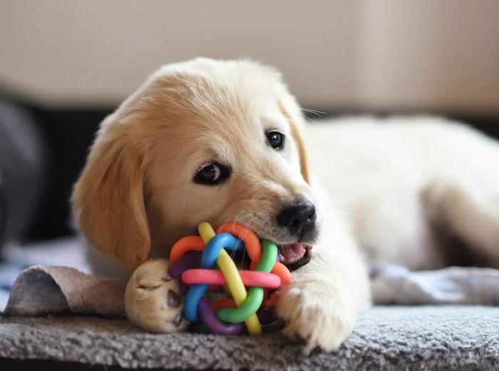 alpinepuppyblogfeat_1080_675.jpg alpinepuppyblogfeat_1080_675.jpg