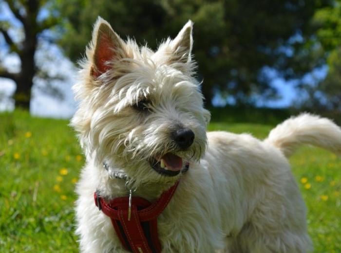 cairn_terrier_1083165_1280_1080_675.jpg cairn_terrier_1083165_1280_1080_675.jpg