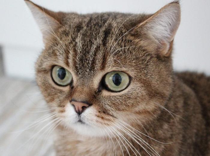 cat_4535137_1280_1080_675.jpg