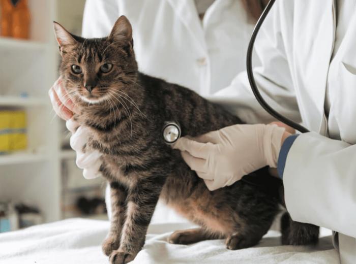 cat_at_vet_1080_675 cat_at_vet_1080_675