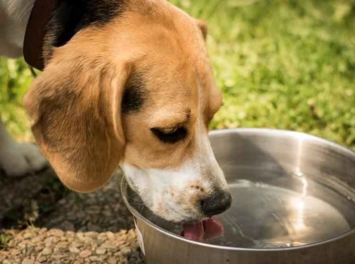 dog_1378087_1280_1080_675.jpg