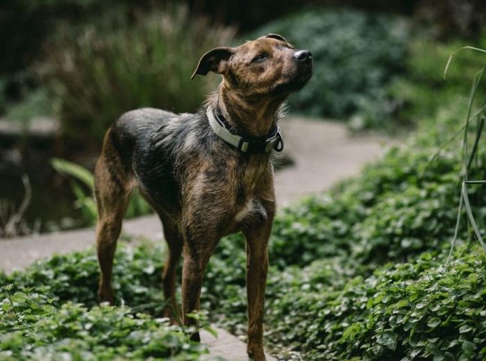 dog_2574463_1280_1080_675.jpg dog_2574463_1280_1080_675.jpg