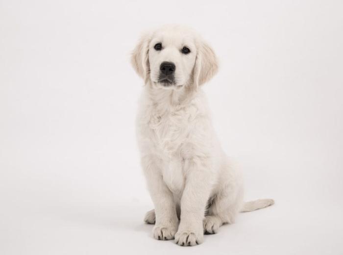 dog_2655472_1280_1080_675.jpg dog_2655472_1280_1080_675.jpg