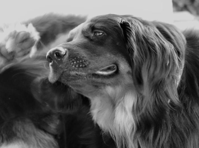 dog_3684131_1280_1080_675.jpg dog_3684131_1280_1080_675.jpg